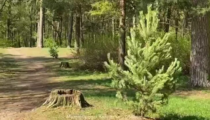 Комсомольская роща Калуга. Молодая сосна. Посадка леса с деревьями роща. Сосны парк Гагарина. Сайт сосновая роща калуга