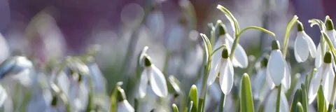 Подснежники на рабочий стол на весь экран