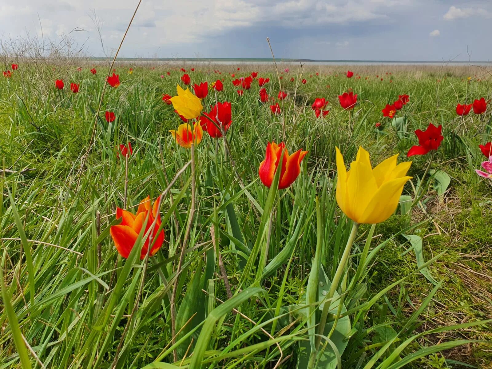 Элиста цветение степи. Полевые тюльпаны калмыкии. Долина тюльпанов калмыкия. Цветение тюльпанов в калмыкии 2022. Фестиваль тюльпанов в калмыкии.
