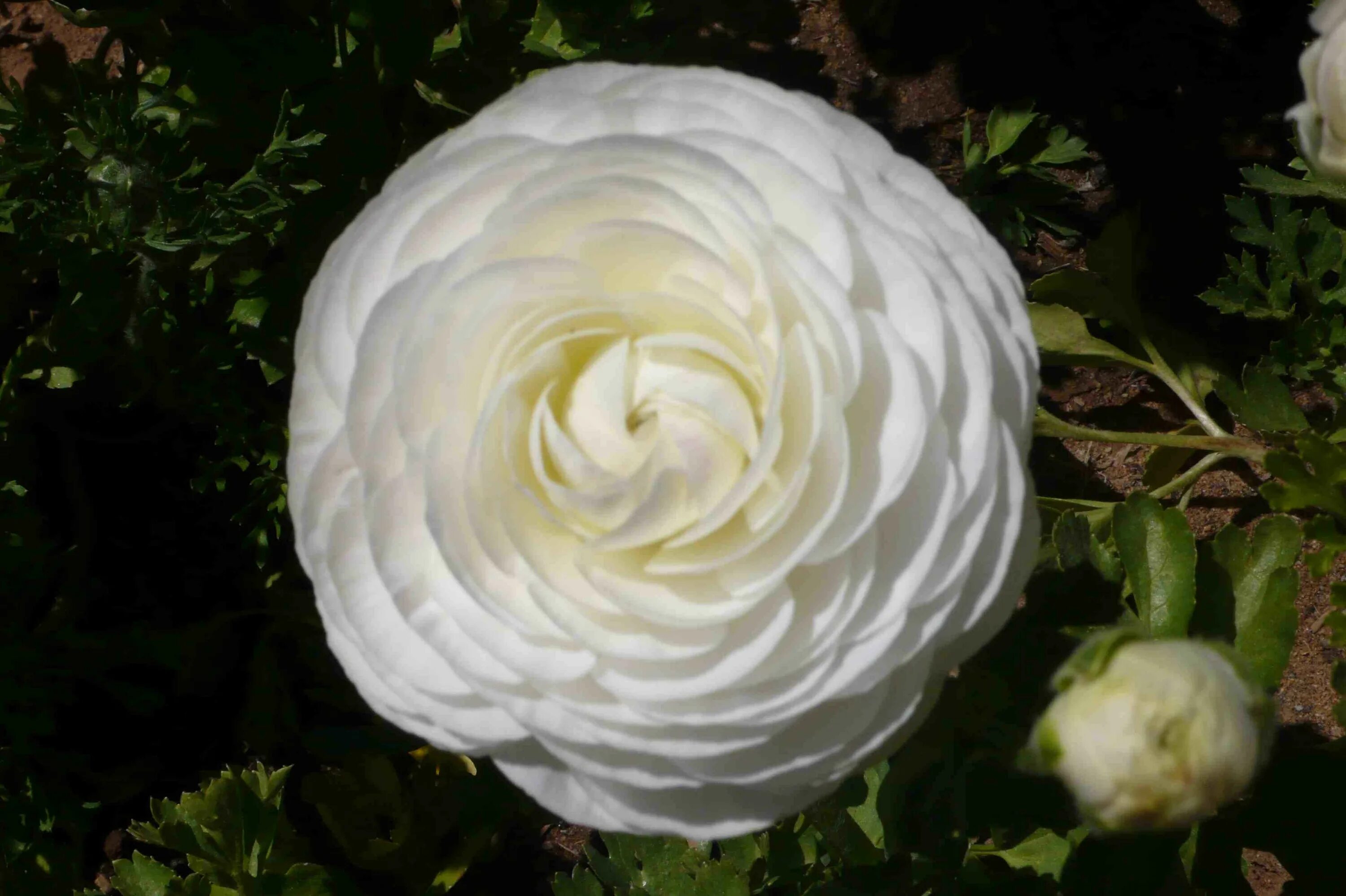 Ранункулюс Уайт. Лютик белый "Ranunculus White". Ранункулюс (Лютик) Вайт. Ранункулюс азиатский Вайт.