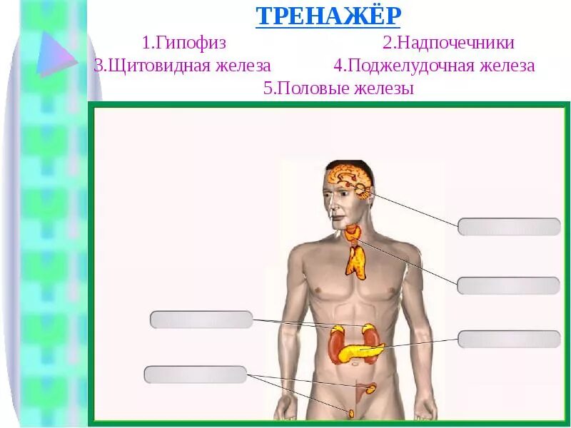 Гипофиза половых желез. Гипофиз щитовидная железа надпочечники. Надпочечники и щитовидная железа. Щитовидная и поджелудочная железа. Железы внутренней секреции надпочечники.