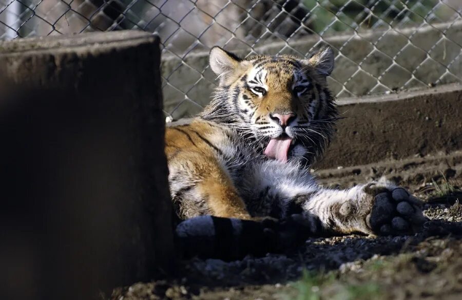 тигр из металлолома. темщик тигр. тигр из стали. тигр из стали. пузатый тигр.