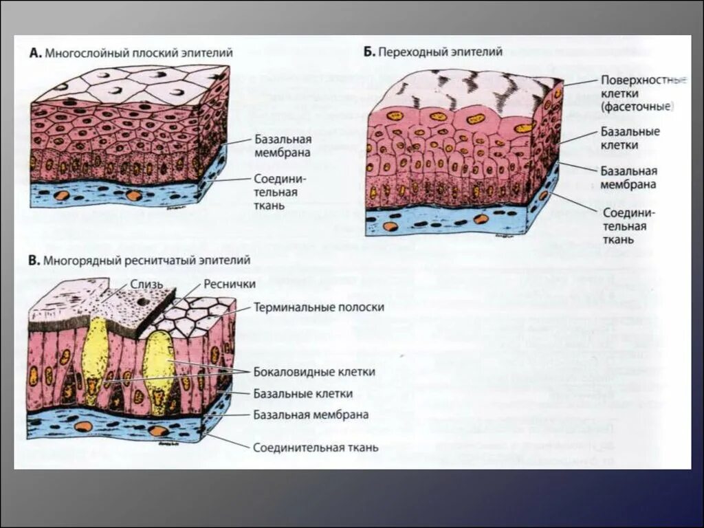 Слои переходного эпителия. Схема строения переходного эпителия. Многослойный переходный эпителий строение и функции. Многослойный плоский эпителий гистология. Многослойный переходный эпителий слои.