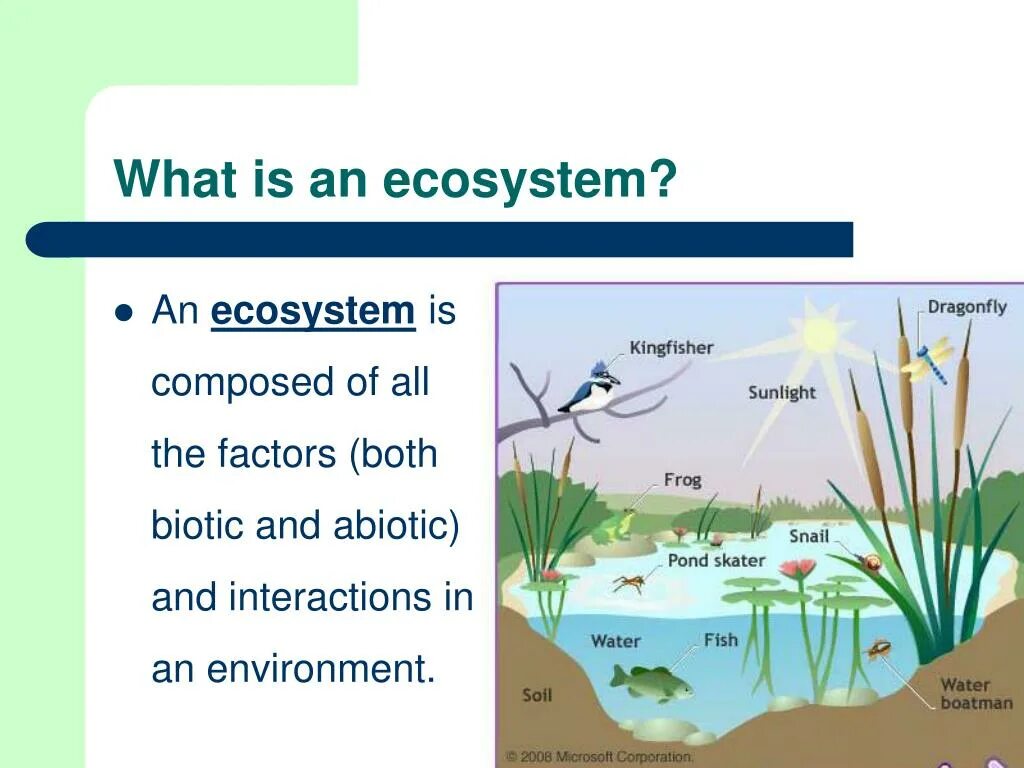 What is the ecosystem. What is the ecosystem