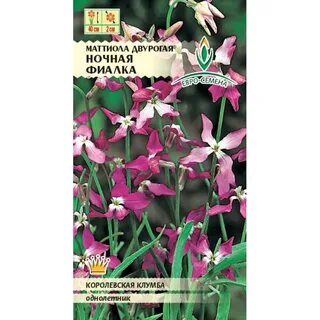 Ночная фиалка семена