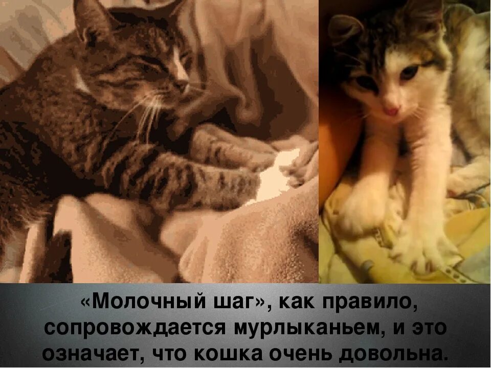 Кошка топчется передними лапами. Молочный шаг у котят. Кот перебирает лапками. Кошка мурлыкает и перебирает лапками. Котенок топчется.