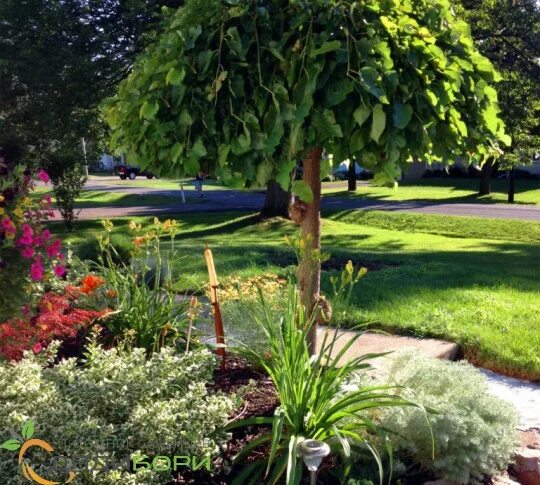 70s style conifers are back in fashion, here's which variety to choose Conifers 