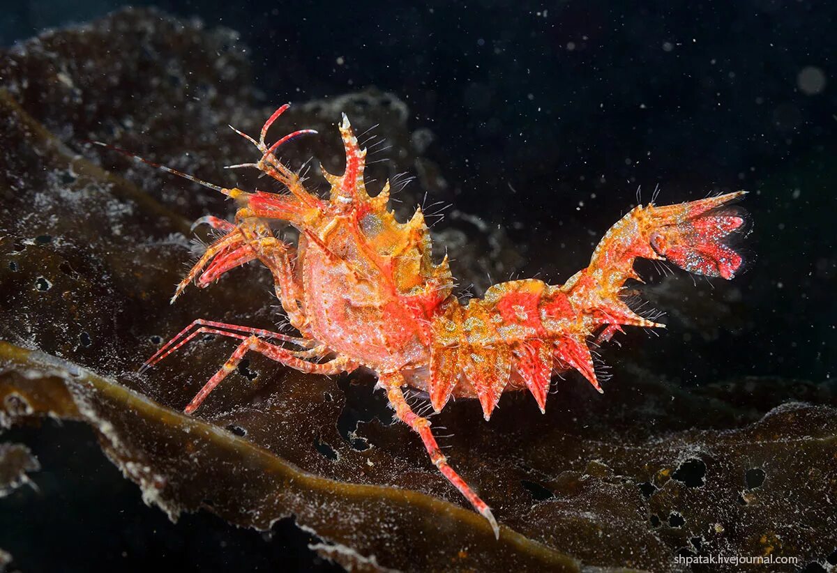 Креветка Lysmata amboinensis. Креветка Paracrangon echinata.. Креветка морской дракон. КРИВЕТИКА ракообразные.