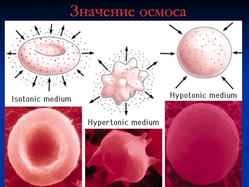 Гемолиз эритроцитов в растворе. Лизис эритроцитов. Процесс гемолиза. Солевой состав плазмы.