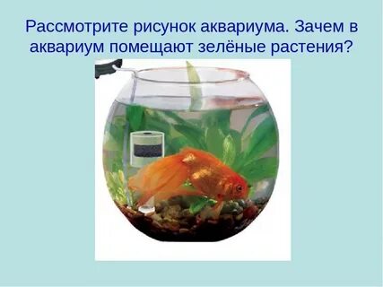 Почему аквариумы нельзя