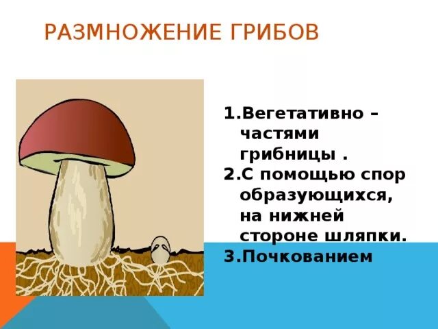 Вегетативное размножение грибов схема. Как размножаются грибы. Какразмножаеться гриб. Грибы размножение. В шляпке гриба образуются