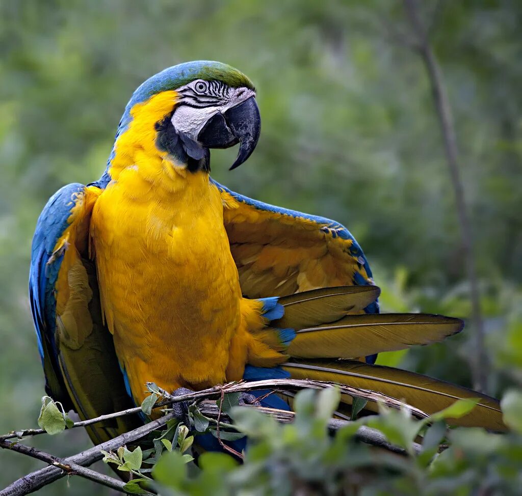 Большой попугай ара. Сине-желтый ара, Ara ararauna. Попугай ара синий желтый. Жёлто-зелёный доминиканский ара.
