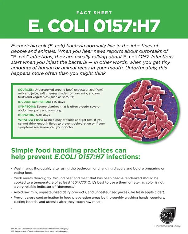 Вид размножения кишечной палочки. Бактерии эшерихия коли. Escherichia coli микробиология. Бактерии эшерихия коли. Эшерихии характеристика.