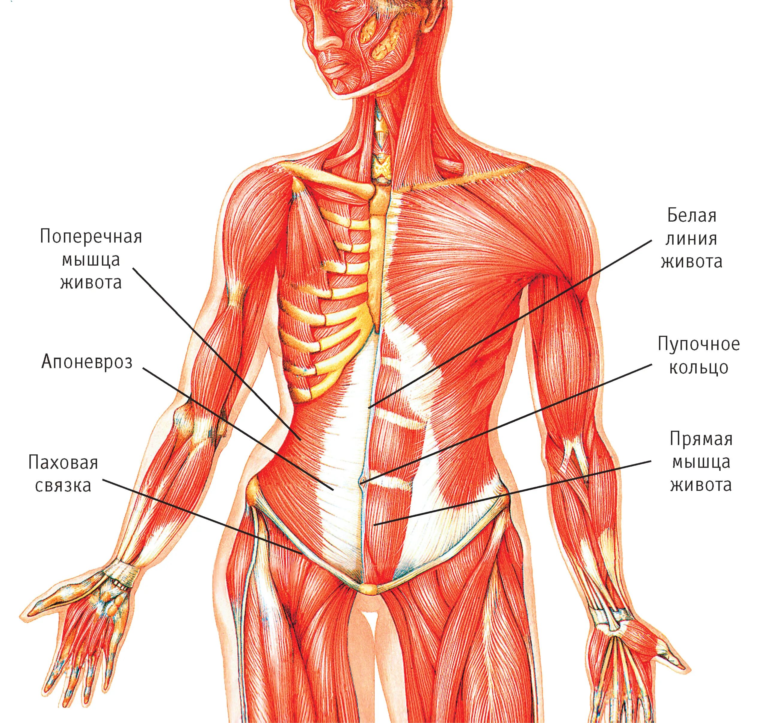 Мышцы брюшного пресса анатомия. Мышцы брюшной полости анатомия. Брюшные мышцы живота анатомия. Анатомия человека мышцы и связки живота.