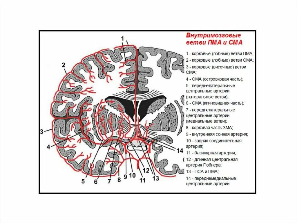 Сегменты передней мозговой артерии на кт. Анатомия передней мозговой артерии сегменты. Среднемозговая артерия сегменты. Сегменты артерий головного мозга схема. Сегмент а1 пма