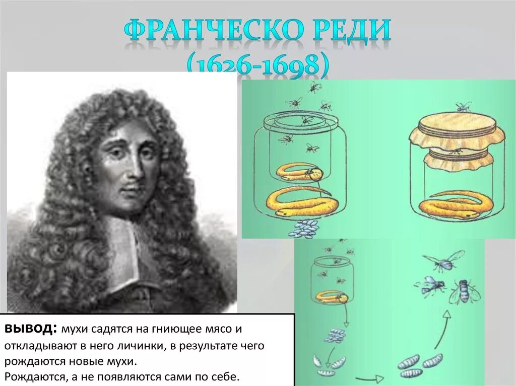 Опыт с мухой. Франческо реди 1626 -1698. Франческо реди (1626–1697). Франческо реди и его опыт. Франческо реди итальянский врач.