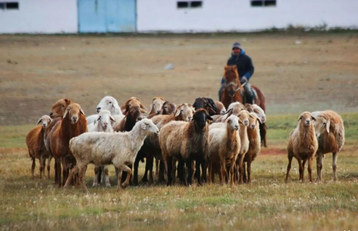 Малдар. Мал чарбачылыгы. Ауыл. Кочевое коневодство. Мал чарбачылыгы.