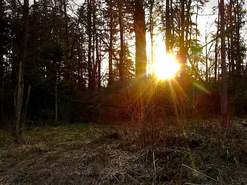 лето в лесу. красивые леса. утро природа. утренний лес. утренний лес.