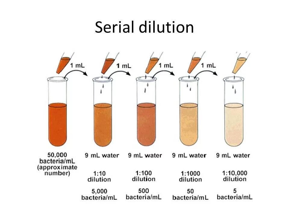 1 100 мл развести. Титрование фагов про аппельманц. Десятикратные разведения микробиология. Титрование по Аппельману схема. Титрование бактериофагов по Аппельману.