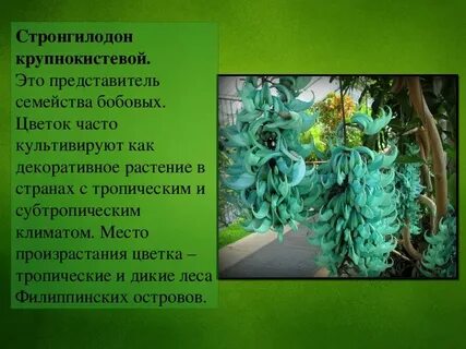 Биология растение презентация