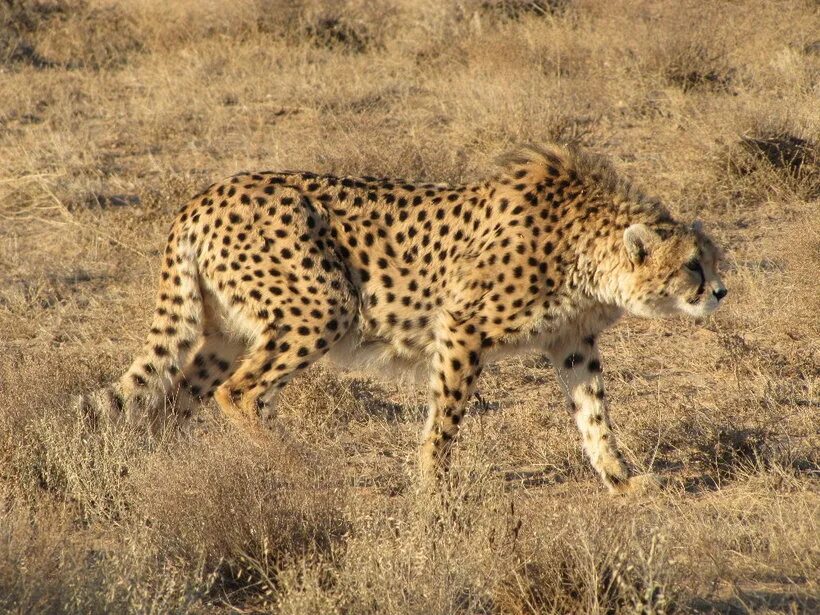 Среднеазиатский гепард. Азиатский Степной гепард. Acinonyx jubatus. Acinonyx jubatus venaticus. Дикий зверь 8