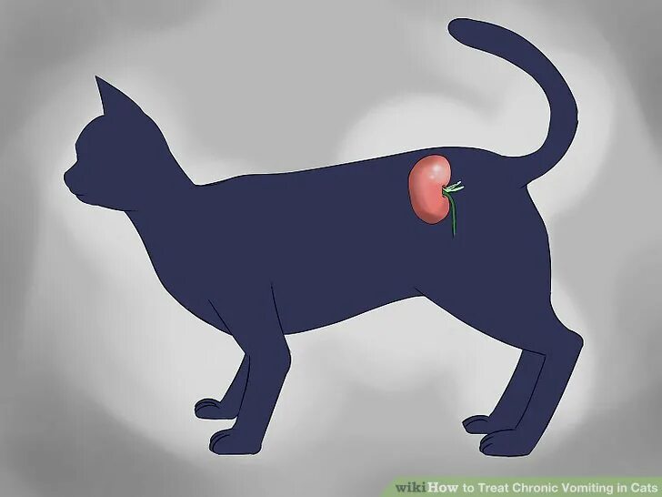 У кошки рвотный рефлекс