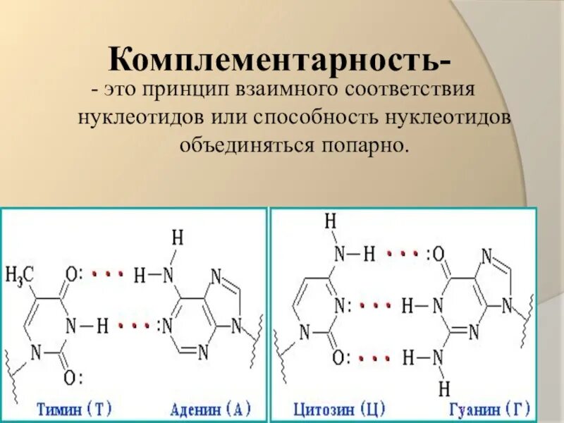 Комплиментарные днк. Комплементарность нуклеотидов 10 класс. комплементарные пары азотистых оснований днк. комплементарные пары нуклеиновых кислот. комплиментарные пвры рнк.