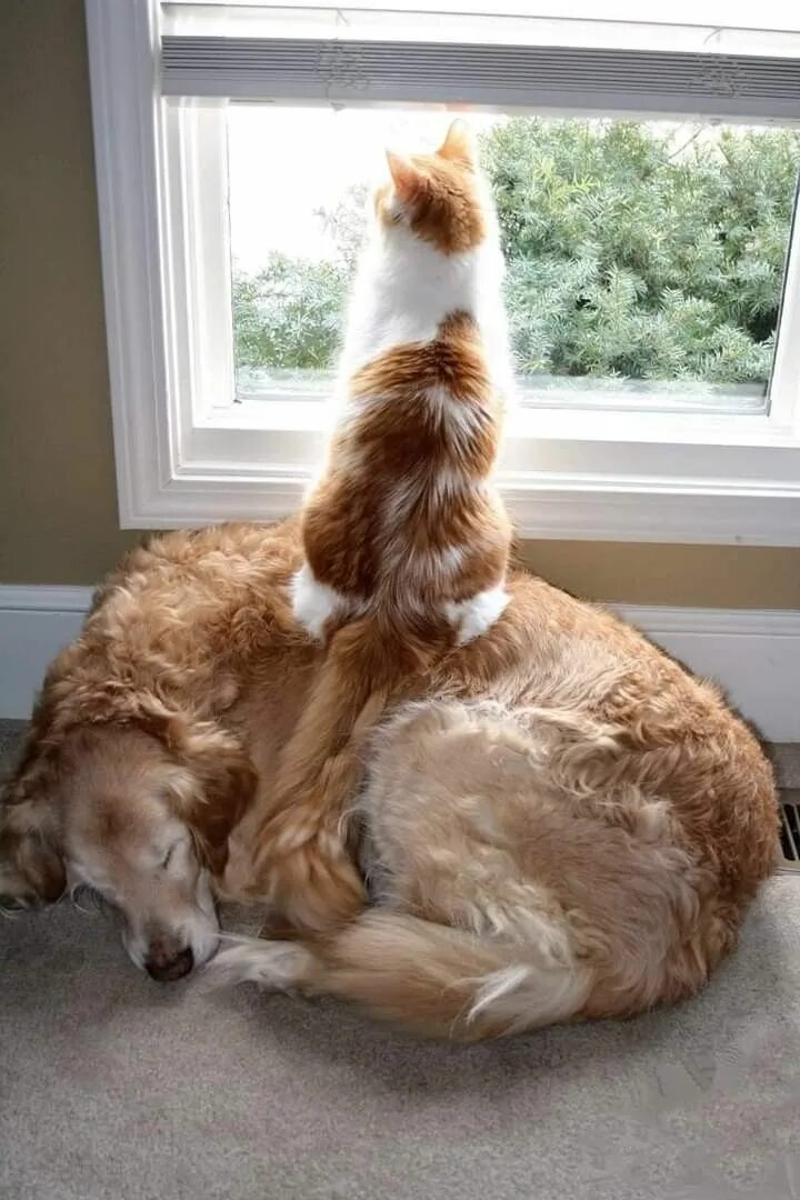 Пес сидит на коте