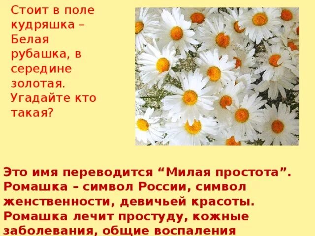 Ромашка символ России. Ромашка символ семьи. Ромашка символ чего. Ромашка символ чего в России.