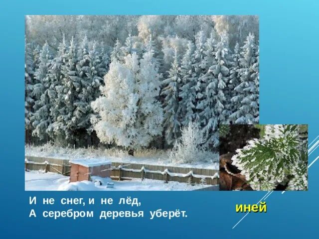 Рады мы проказам зимы. Не снег не лед а серебром деревья уберет. не снег не лед а серебром деревья уберет загадка. загадки матушки зимы. и не снег и не лед.