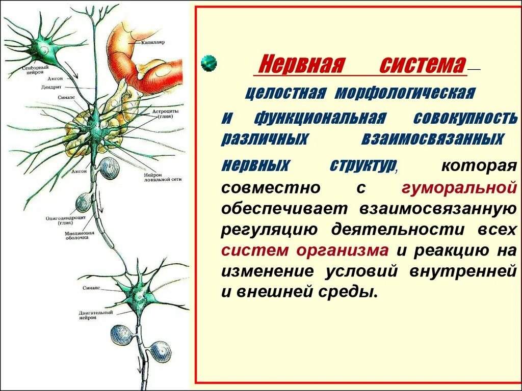 Как нервная система регулирует работу органов биология. Морфологическая нервная система. Морфологически нервная система. Физиология нервной системы презентация. Нервная система взаимосвязана.