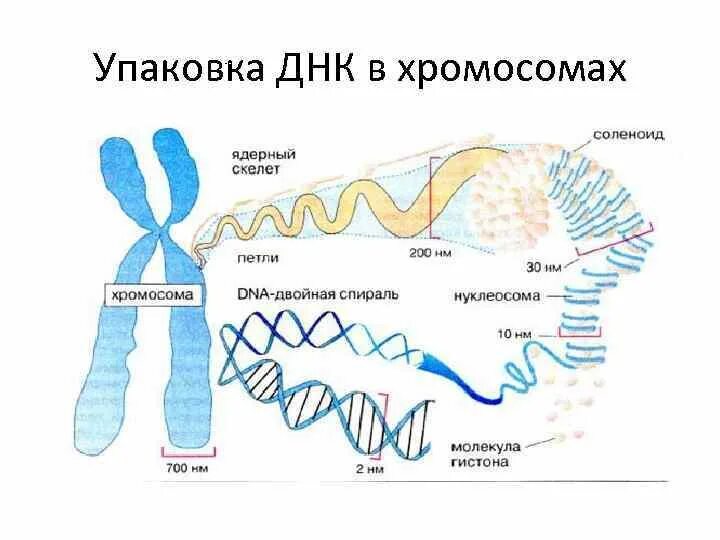Все днк в хромосомах. Упаковка днк в хромосомах. строение хромосомы. схема упаковки днк в хромосоме. уровни упаковки днк.
