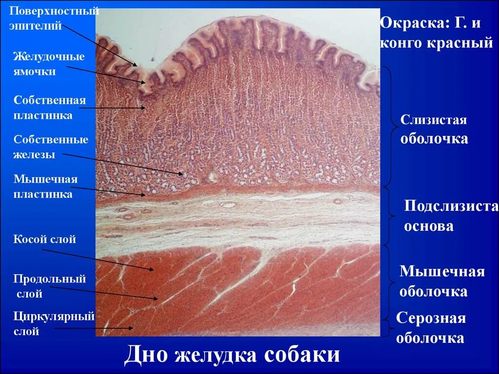 Слизистая оболочка желудка содержит. Желудок гистология препарат. Серозная оболочка дна желудка. Пилоривемкиц отдел желудка гистология. Гистопрепарат дно желудка собаки.