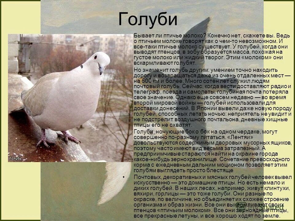 Птичье молоко прикол. Пища птиц. У каких птиц есть молоко. У каких птиц есть молоко. Птичье молоко у птиц.