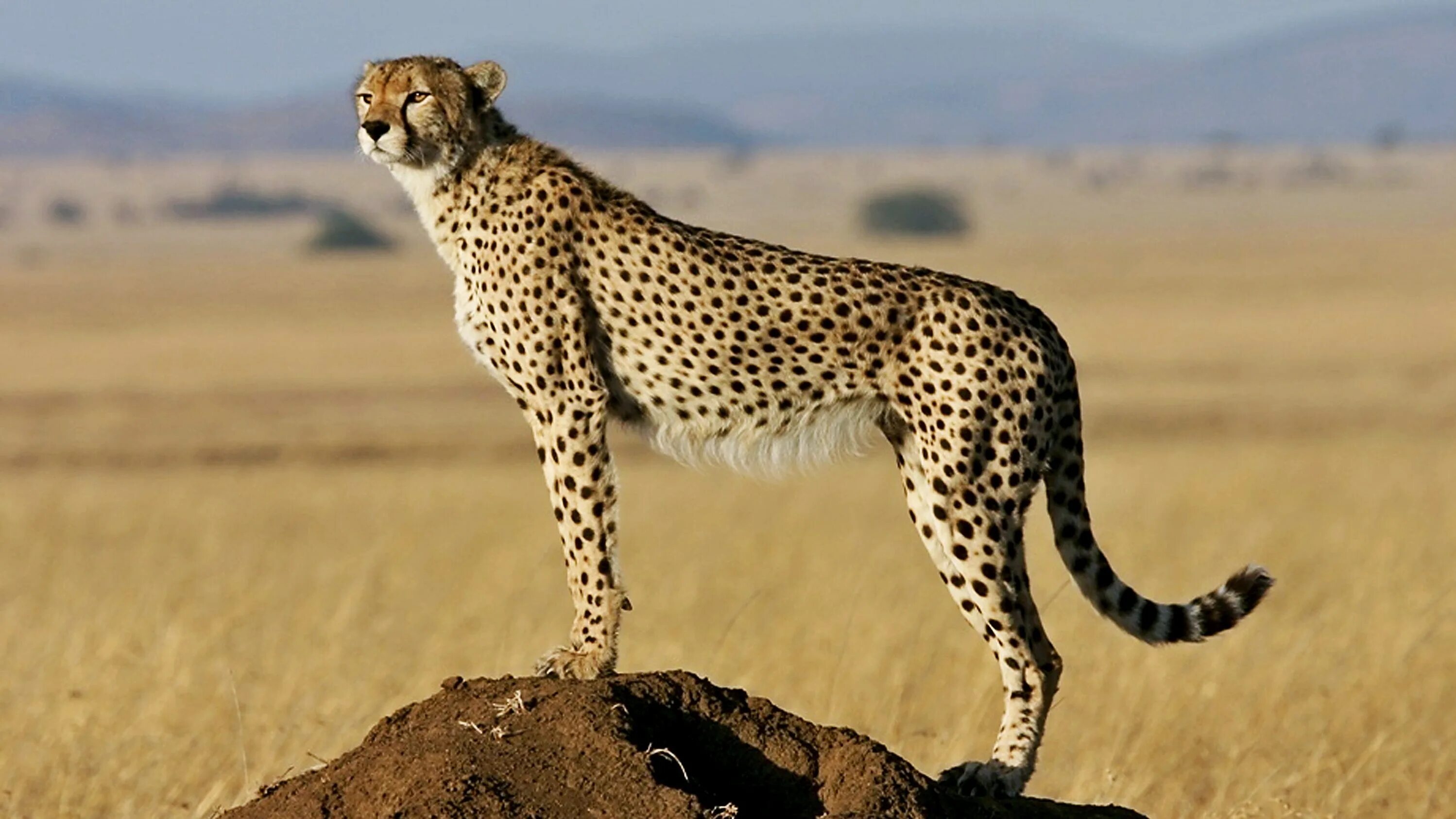 Cheetah (гепард). Степной гепард. Закаспийский гепард. Азиатский гепард.