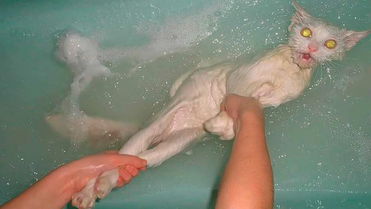 Коты после мытья. Кот купается. Кот в ванной. Мокрая кошка. Кошка Купае.