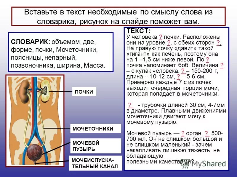 Тест по теме выделение 8