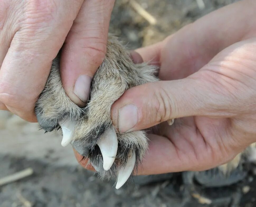 Орлиные когти. Когти стервятника наращивание. Лапы совы. Белоголовый орлан лапы. Когти хищных птиц.