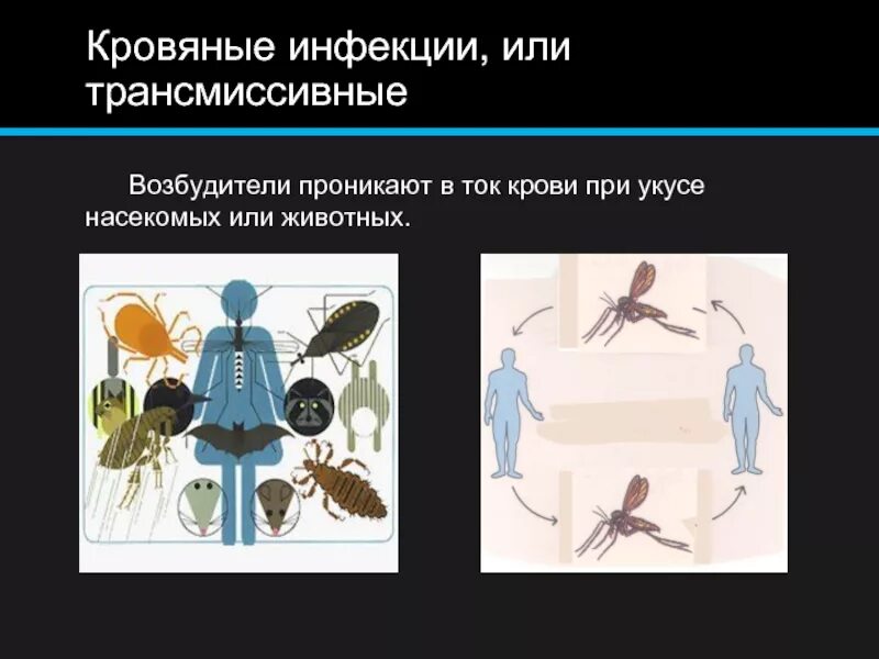 Трансмиссивные заболевания передаются