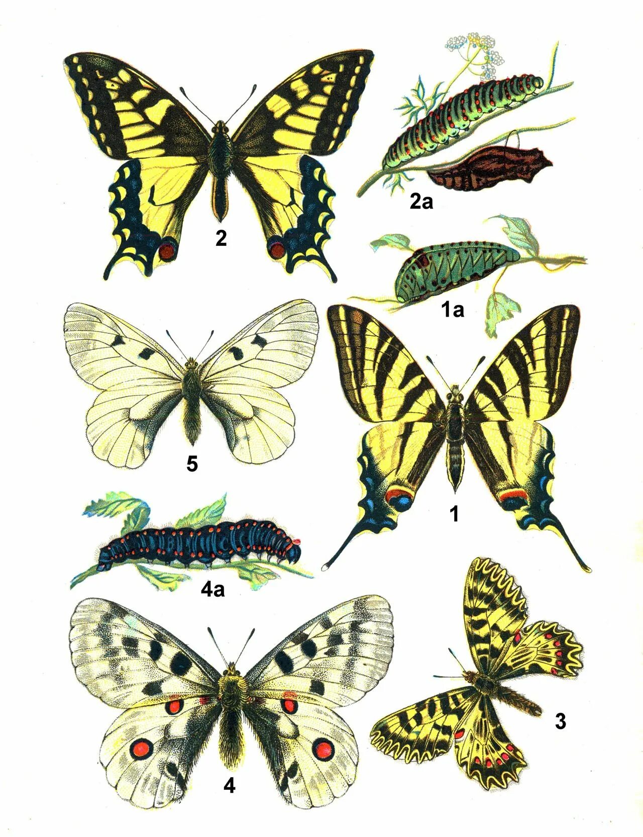 Какие имена бабочек. Название бабочек. Разнообразие бабочек. Виды бабочек с названиями. Названия бабочек с картинками.