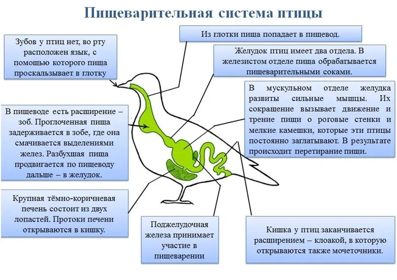 Особенности пищеварения птиц