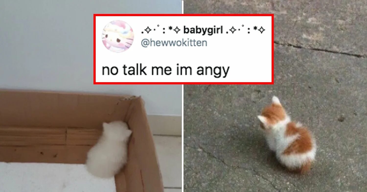To talk to you because. Маленький кот Мем. Маленький кот сидит Мем. Маленький котенок Мем. No talk me Angy.