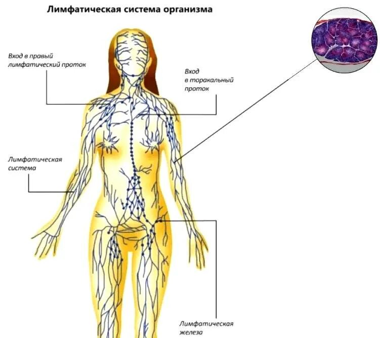 Лимфатическая система человека анатомия. Лимфатическая система схема. Структура лимфатической системы схема. Лимфатическая система Анат. Лимфоузлы на теле женщины схема