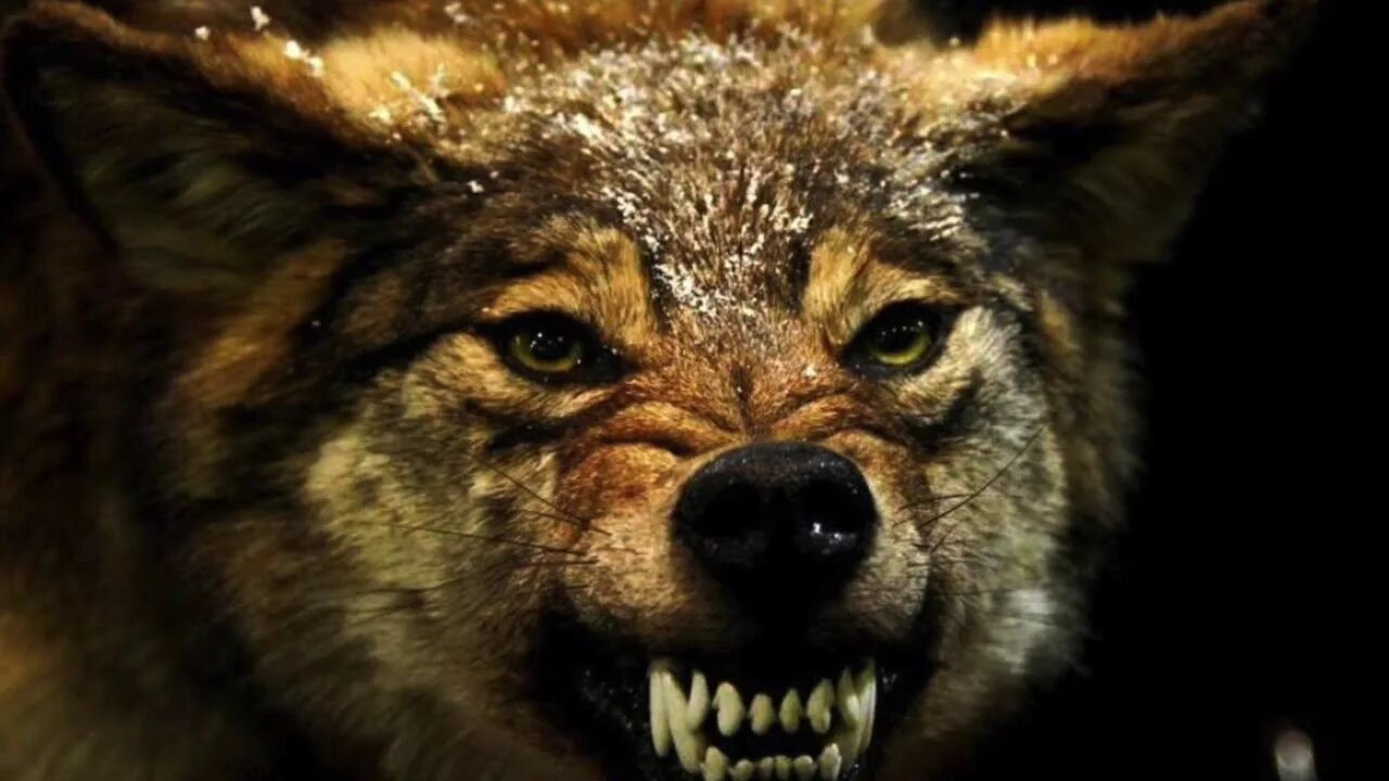 Сонник нападающий волк. Оскал волка. Оскал волка с Цитатами. Волчий оскал с надписью.