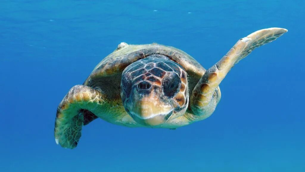 Why are beaches important for the loggerhead