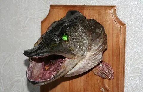 Щука без головы