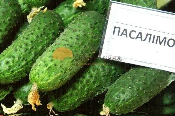 Пасалимо огурец купить в самаре купить по низкой цене на Яндекс Маркете