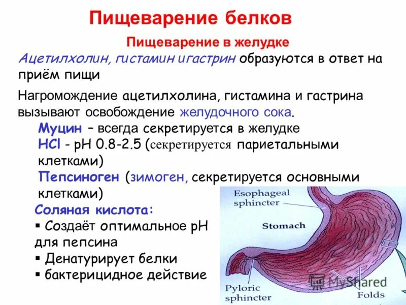 Почему белок не переваривается