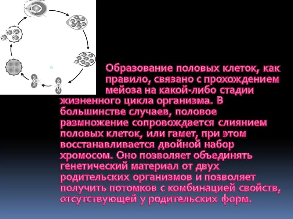 1 половые клетки мужские. Образование половых клеток. Процесс образования половых клеток гамет. Формирования образования половых клеток. Образование половых клеток у животных мейоз.