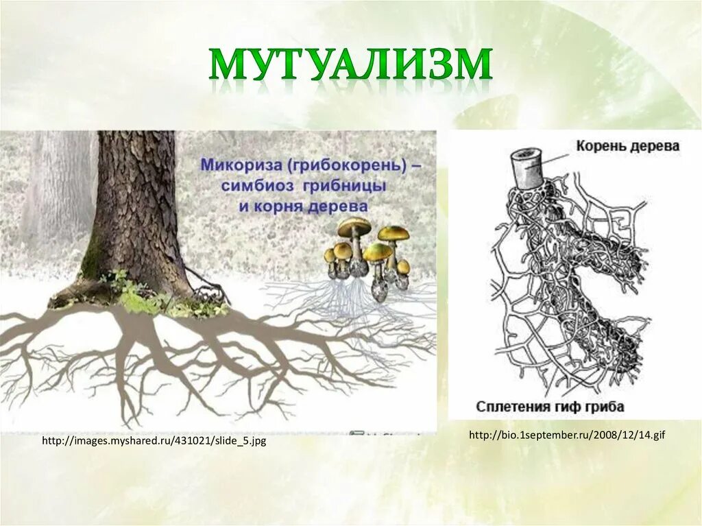 Микориза мутуализм. Симбиоз мутуализм примеры. Симбиоз грибов и растений. Симбиоз микориза и растений.